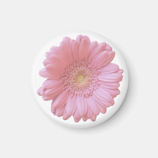 Bleek roze gerbera daisy magneet (Voorkant)