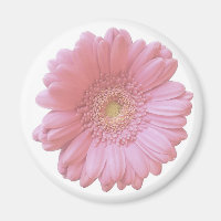 Bleek roze gerbera daisy