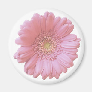Bleek roze gerbera daisy magneet