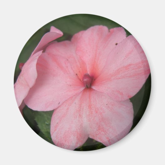 Bleek roze impatiens Bloemnet Magneet (Voorkant)