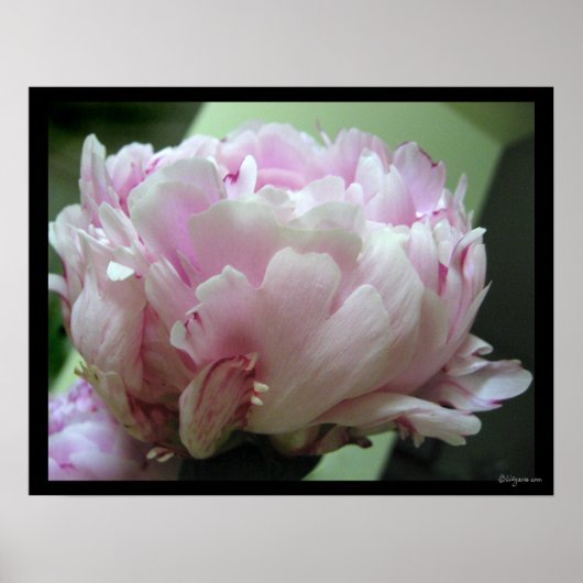Bleek Roze Peony Blossom Poster Prints (Voorkant)