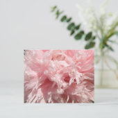 Bleek Roze Poppy Briefkaart (Staand voorkant)
