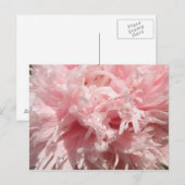 Bleek Roze Poppy Briefkaart (Voorkant / Achterkant)