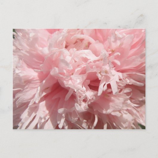 Bleek Roze Poppy Briefkaart (Voorkant)