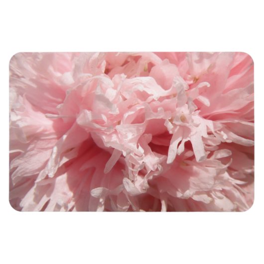 Bleek Roze Poppy Premium Magnet Magneet (Horizontaal)