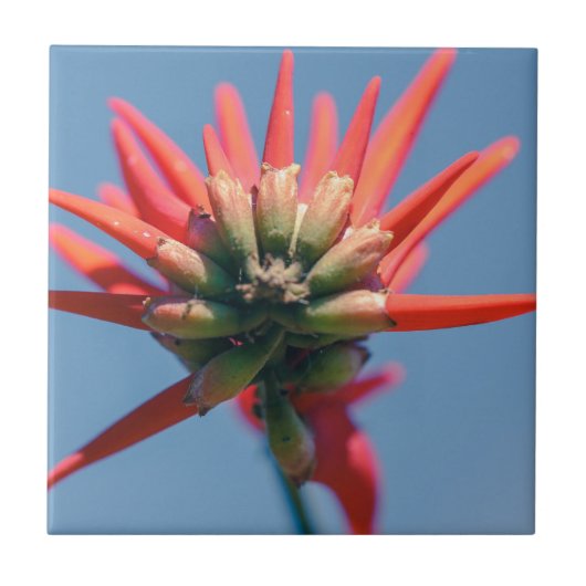 Bleek roze rode Erythrinevloer Tegeltje (Voorkant)