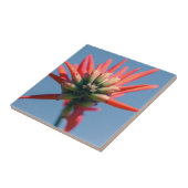 Bleek roze rode Erythrinevloer Tegeltje (Zijkant)