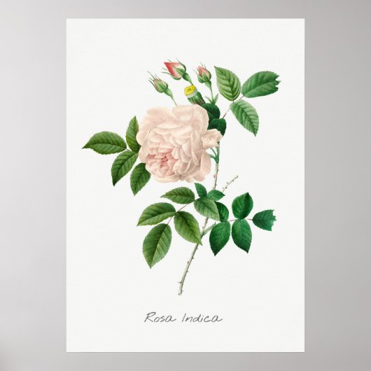 Bleek Roze Roze Botanische illustratie Poster (Voorkant)
