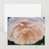 Bleek Roze Roze Briefkaart (Voorkant / Achterkant)