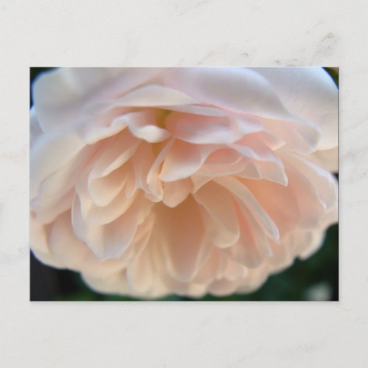 Bleek Roze Roze Briefkaart (Voorkant)