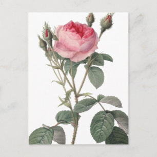 Bleek roze rozen schilderen briefkaart