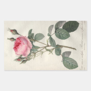 Bleek roze rozen schilderen rechthoekige sticker