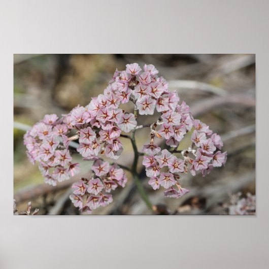 Bleek Roze Zee Lavender Papierblom Flowers Floral Poster (Voorkant)