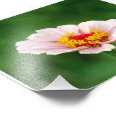 Bleek Roze Zinnia Foto Afdruk (Hoek)