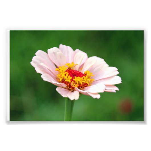Bleek Roze Zinnia Foto Afdruk (Voorkant)