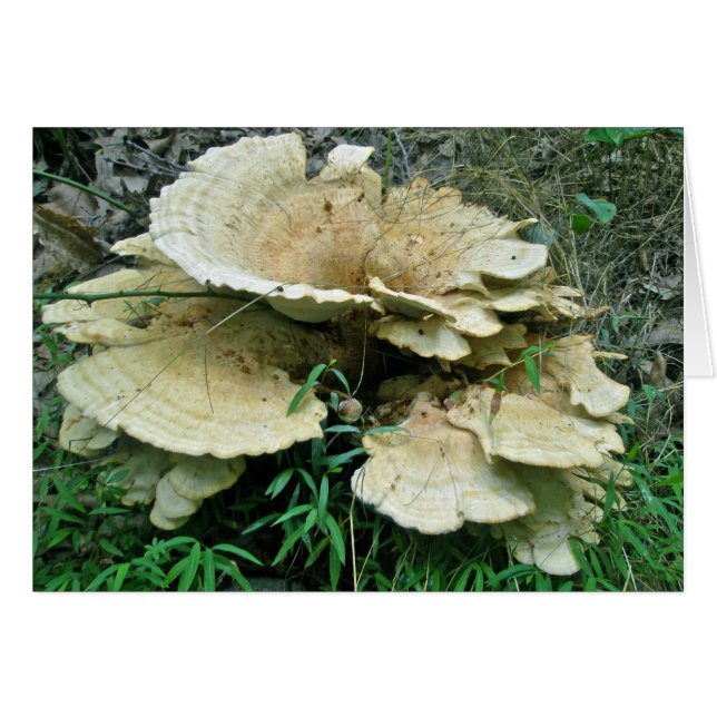 Bleek Shelf Fungus Coördinatiepunten (Voorkant Horizontaal)