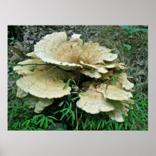 Bleek Shelf Fungus Coordinating Items Poster