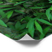 Bleek Shelf Fungus Coordinating Items Poster (Hoek)