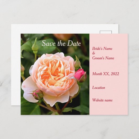 Bleek Sinaasappel Roos en Buds Save the Date Aankondigingskaart (Voorkant / Achterkant)