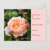 Bleek Sinaasappel Roos en Buds Save the Date Aankondigingskaart (Voorkant)
