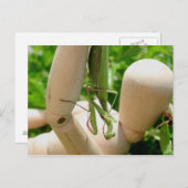 Bleekende antis die omslaan briefkaart (Voorkant / Achterkant)