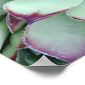 Bleekgroene foto van paarse succulent uit de buurt poster (Hoek)