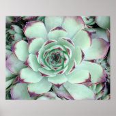 Bleekgroene foto van paarse succulent uit de buurt poster (Voorkant)
