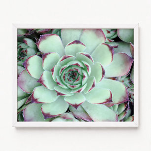 Bleekgroene foto van paarse succulent uit de buurt poster