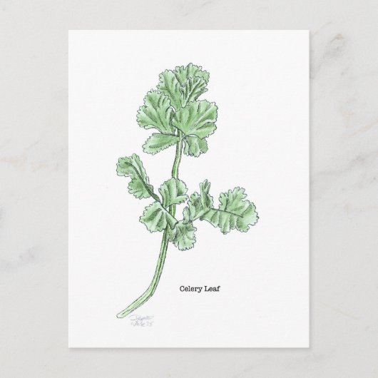 Bleer van selderij briefkaart (Voorkant)