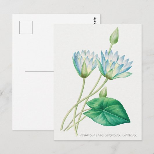 Bleke blauwe Lotus Flower Botanical Illustration Briefkaart (Voorkant / Achterkant)