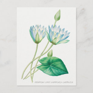 Bleke blauwe Lotus Flower Botanical Illustration Briefkaart