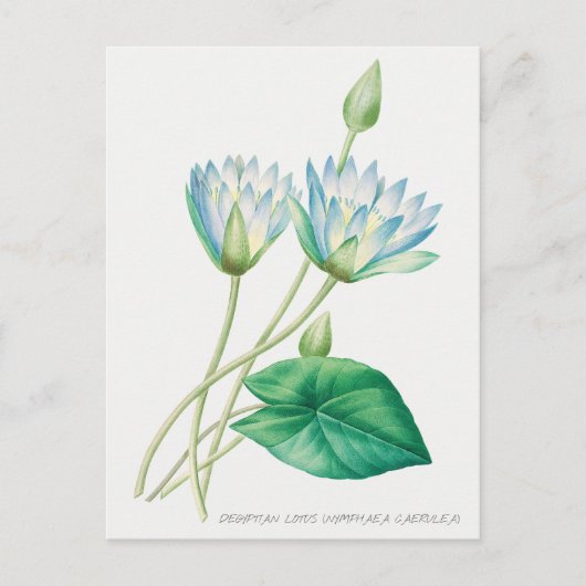 Bleke blauwe Lotus Flower Botanical Illustration Briefkaart (Voorkant)