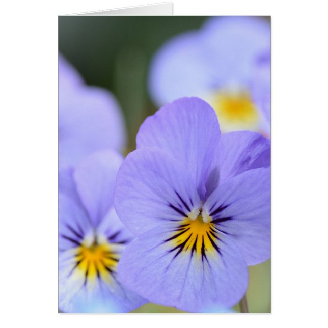Bleke blauwe pansies (Voorkant)