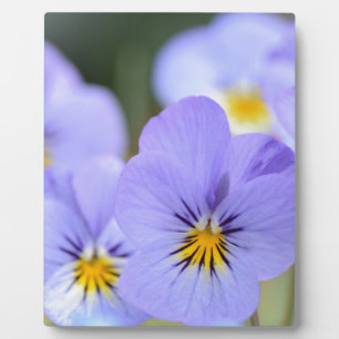 Bleke blauwe pansies fotoplaat