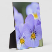 Bleke blauwe pansies fotoplaat (Zijkant)