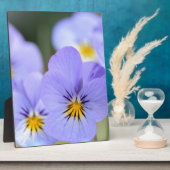 Bleke blauwe pansies fotoplaat (Zijkant)