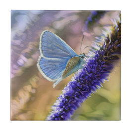 Bleke blauwe vlinder op lavendebloemen tegeltje