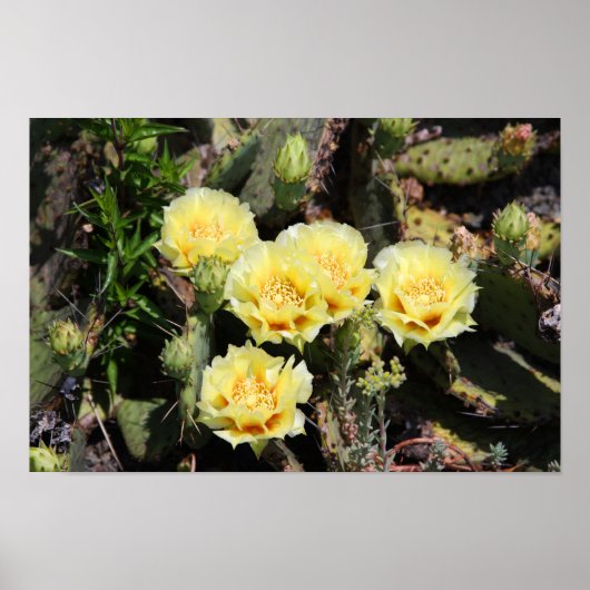Bleke gele Cactus Blossom Poster (Voorkant)