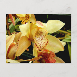 Bleke gele Cymbidium-orchidee ansichtkaart Briefkaart