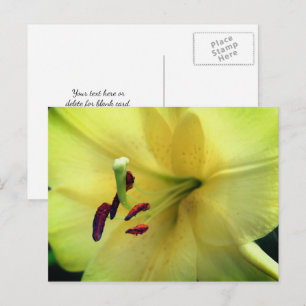 Bleke Gele Lelie Bloem Fotografie Briefkaart