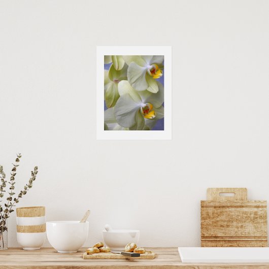 Bleke Gele Moth Orchideeën Bloemen Poster (Keuken)