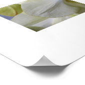 Bleke Gele Moth Orchideeën Bloemen Poster (Hoek)