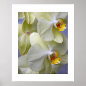 Bleke Gele Moth Orchideeën Bloemen Poster (Voorkant)