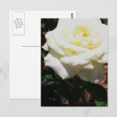 Bleke Gele Roos Briefkaart (Voorkant / Achterkant)