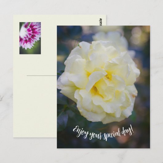 Bleke gele roos briefkaart (Voorkant / Achterkant)