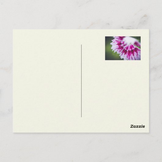 Bleke gele roos briefkaart (Achterkant)