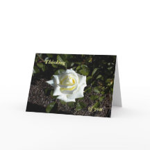 Bleke Gele Roos: Denken, aan jou