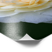 Bleke Gele Roos In Bloei 8x10 Foto Afdruk (Hoek)