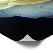 Bleke gele roos in Bloom Poster (Hoek)