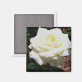 Bleke Gele Roos Magneet (Voorkant / Achterkant)